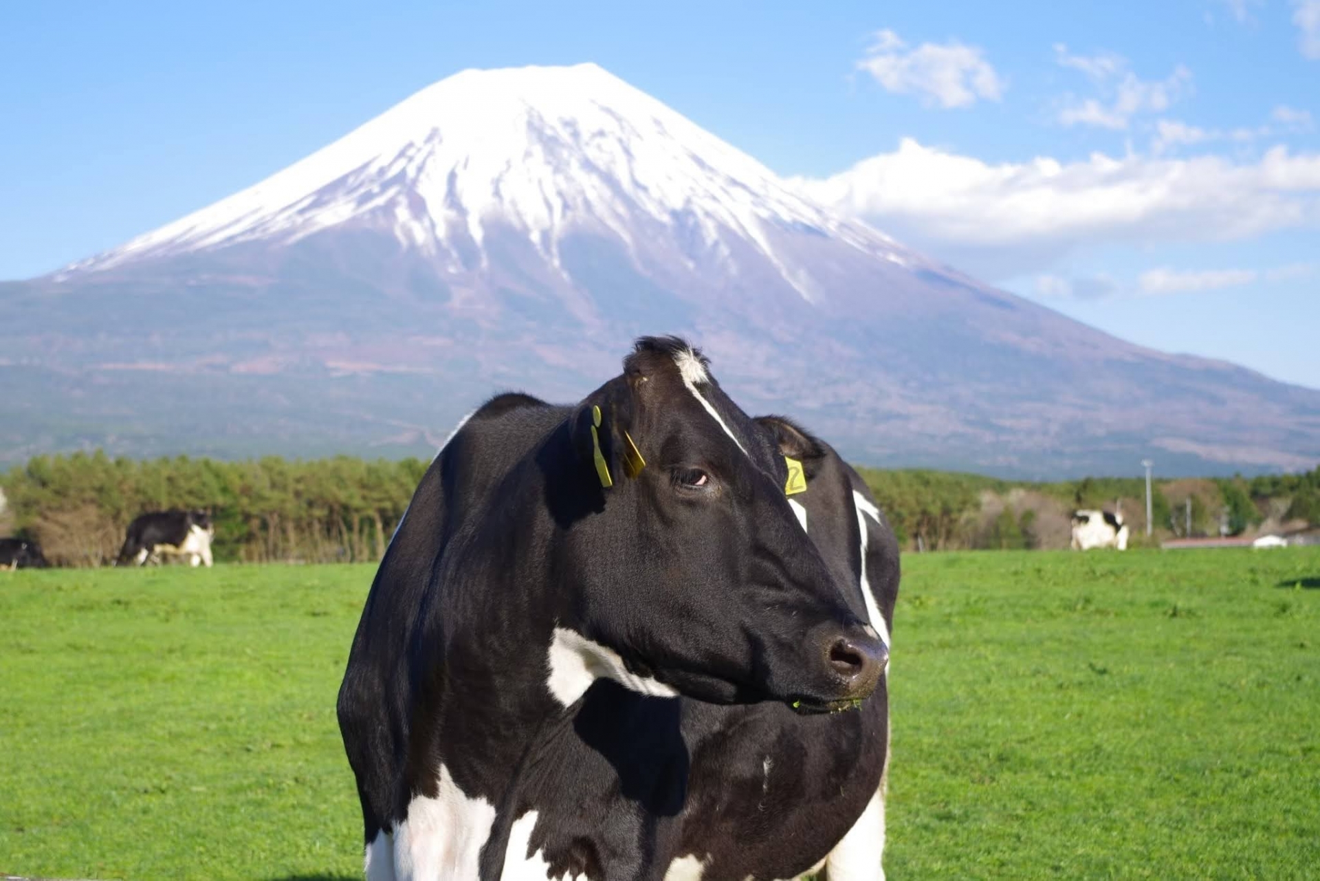 雪印メグミルク神奈川海老名工場:牛乳パックが出来る工場見学を堪能